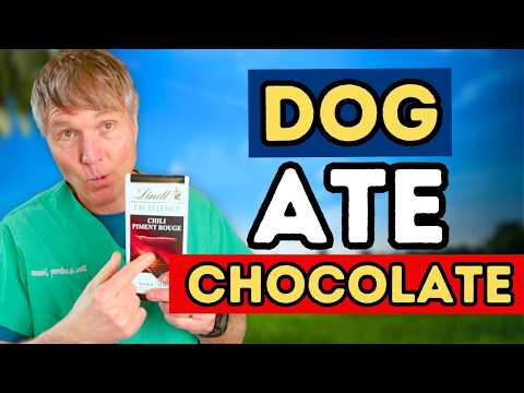 The Updated Rules for Treating Dog Poisoning at Home (Peroxide & More)