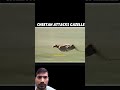 Cheetah Attack Gazelle Cheetah Vs Deer A Cheetah Running At Full Speed Cheetah Chase Gazelle