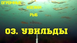 Клев на озере увильды