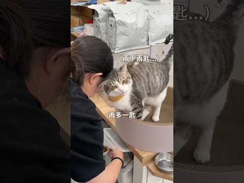 我跟你沒那麼好欸！ #尬電 #転運棧貓中途咖啡廳 #貓咪