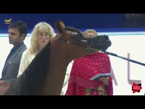 N 43 AL ARYAM SAMHA   Dubai 2019   Fillies 2 years old