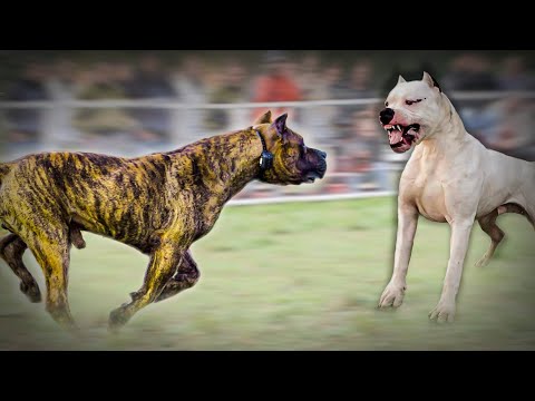 Dogo Argentino VS Presa Canario