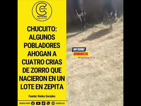 #CHUCUITO ALGUNOS POBLADORES AHOGAN A CUATRO CRIAS DE ZORRO QUE NACIERON EN UN LOTE EN ZEPITA