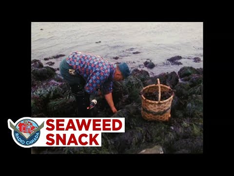 Harvesting the seaweed delicacy these New Brunswickers eat like potato chips, 1973