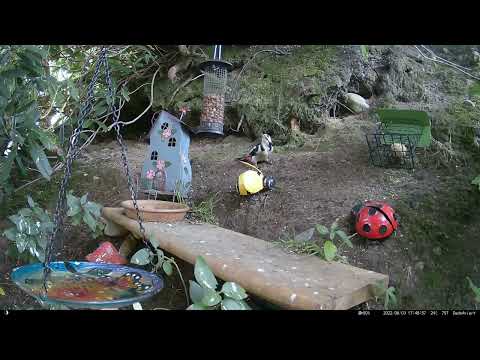 Dads Aviary: 10-134 - Woodpecker takes over - and gets the party started 😎