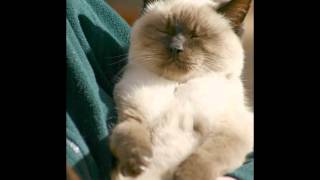 Depeche Mode Sibeling