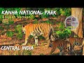Kanha National Park In India Tiger Reserve Safari In Madhyapradesh
