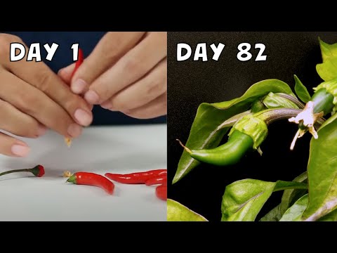 Growing Chilli from Seeds | 82 Day Timelapse