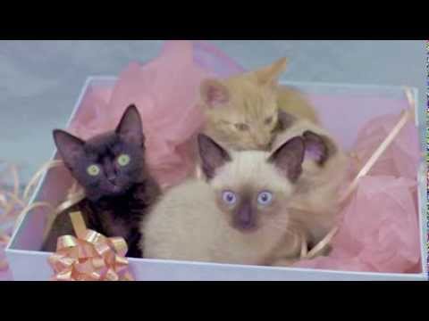 reed.co.uk TrueView Case Study