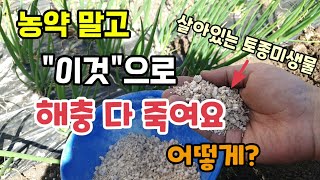 농약 말고 "이것"으로 해충 다 죽여요 토양살충제 대신 백강균을 밭에 뿌려주었습니다 백강탄 토종미생물 곰팡이…