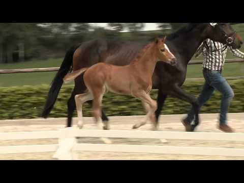 Cador - Quidam de Revel Fohlenschau Mai 2015
