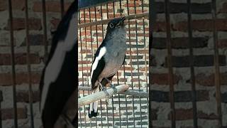 Download lagu KACER BETINA MEMANGGIL JANTAN BIKIN GACOR #kacergacor  #kacerkonslet  #pancingankacer mp3