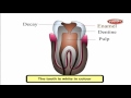 Cbse 4th CBSE SCIENCE Our Food Teeth Digestion NCERT CBSE Syllabus Animated Video