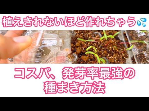 チャイブの種まき方法は？この多年生植物の栽培について知っておくべきことすべて  庭園