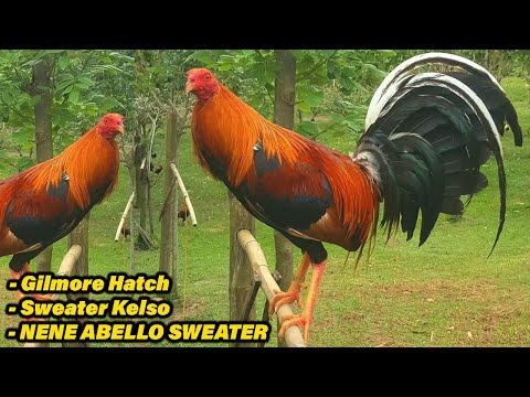 Rafael Nene Abello Possum 226 Sweater Gilmore Hatch Paragon Farm Visit