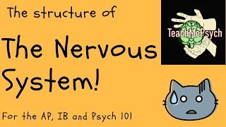 Structure of Nervous System