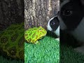 RANA SE QUIERE COMER UN CONEJITO RanasCarnivoras Rabbit Allaboutanimals Frogs