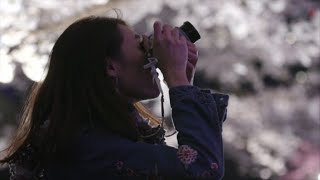 Japan lights up the night for cherry blossoms