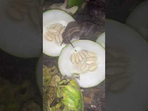 How To Feed Snails Cucumber