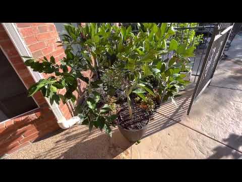 Orange tree in fall growth mode with possible flower buds!