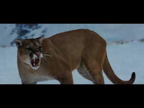 The Mountain Between Us 2017 |Lion attacks Kate winslet|