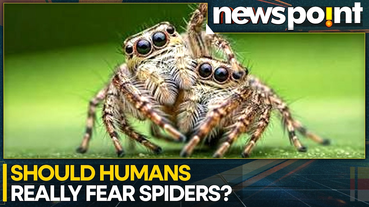 Spiders Useful To Humans as They Eat Disease-carrying Insects Like Mosquitoes: Report | WION
