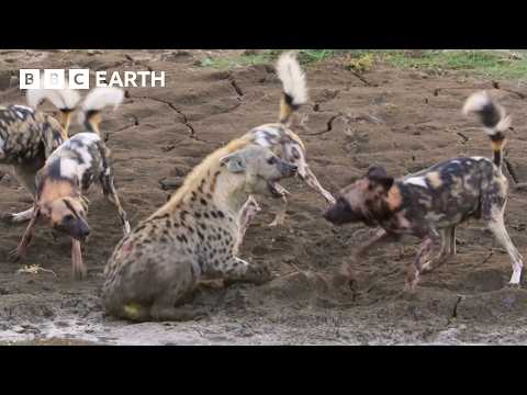 Lion Saves Pregnant Hyena from Wild Dog Attack | Kingdom | BBC Earth