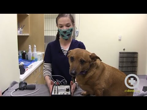 Improve Accuracy of Doppler Blood Pressure Monitoring