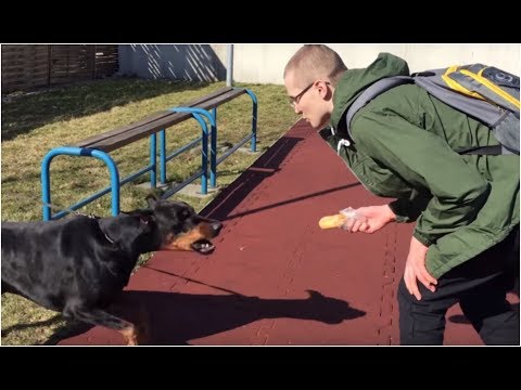 An aggressive dog bit a student [School episode 433]