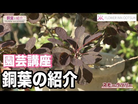 園芸 パープルキャンディーの低木
