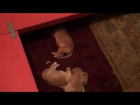 YouTube video about: How to keep dog from laying on puppies?