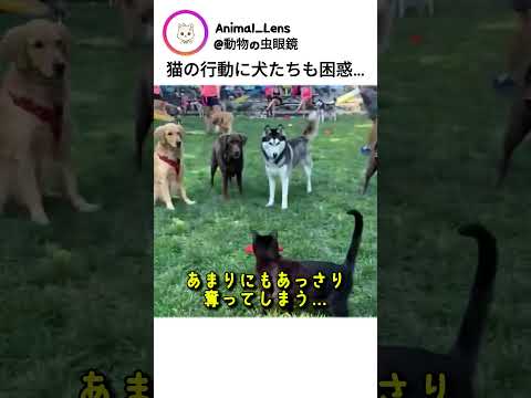 猫の行動に犬たちも困惑…