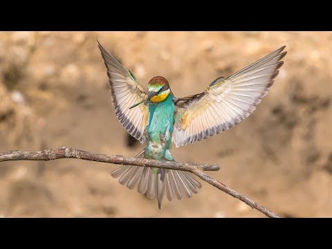 Żołna pszczołojad, European Bee-eater, Bijeneter, Золотистая щурка, call and song, głos żołny