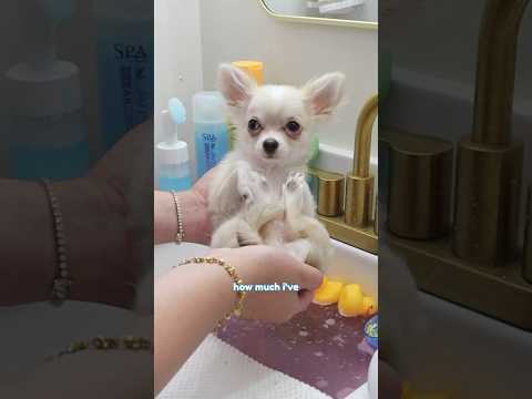 Día de spa canino de Barley: ¡Bañado, arreglado y listo para impresionar! 🤍🛁🐾 PARTE 1
