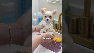 Download lagu Barley’s Doggo Spa Day: Bathed, Groomed, and Ready to Impress! 🤍🛁🐾 PART 1 mp3