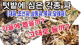 텃밭에 심은 각종 파 (대파, 조선파, 삼동파, 쪽파, 달래파 등) 월동 상태 지역을 감안하여 살펴보시고 앞…