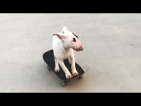 Danil Aldoshin - Fast Fingers 20 Germany Skate/Fingerboard Trip