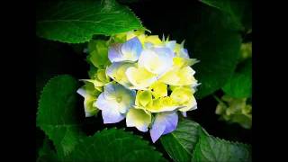 Where Have All the Children Gone by Joseph Kerschbaum