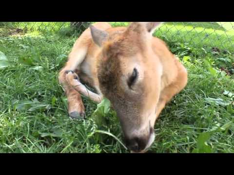 Bear Den Zoo & Petting Farm