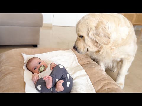 Confused Golden Retriever Reacts to a Baby in Her Dog Bed