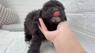 ハーフ犬の動画01