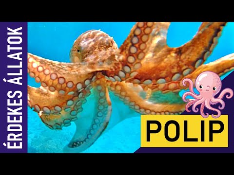 POLIP | Állatok gyerekeknek | Ismeretterjesztő | Természetfilm | Magyar szókincs bővítése