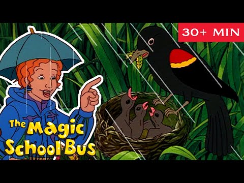 Animal Habitats | Swamp, Ocean, Desert and more | Science for Kids | The Magic School Bus