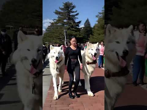 My Direwolves love the Seawall 🐺🥰🐺 #direwolves #wolf #wolves #pets #pet #dogs #dog #fyp #foryou