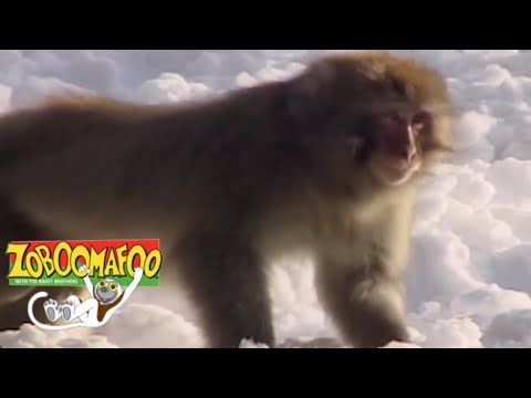 Zoboomafoo 108 - Snowday | HD | Full Episode