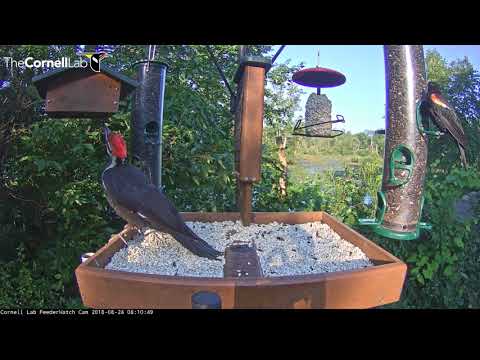 Long Visit from Pileated Woodpecker, August 24, 2018 | Cornell Lab FeederWatch Cam