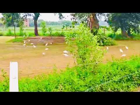 Walkthrough Walkthrough