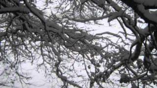 robin williamson the barley