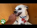 Terrified RESCUE Dog Had Never Felt The Touch Of A Kind Kind