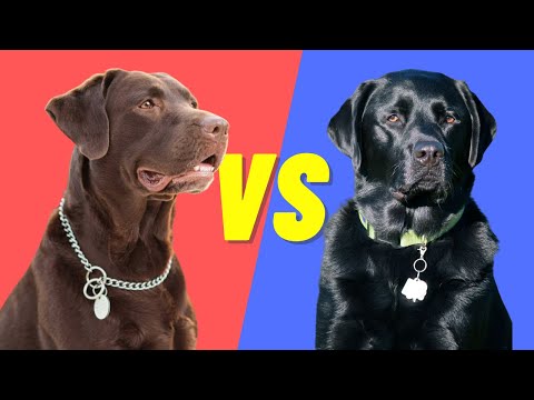 Black Lab Vs Chocolate Lab - Compare and Contrast the popular labs